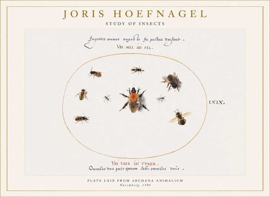 Joris Hoefnagel Insects Study II No6 - Póster