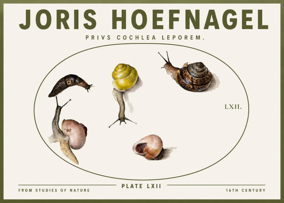 Joris Hoefnagel Privs Cochlea Leporem. No3 - Póster