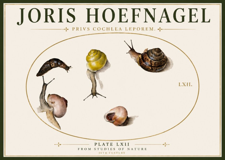 Joris Hoefnagel Privs Cochlea Leporem. No6 - Póster