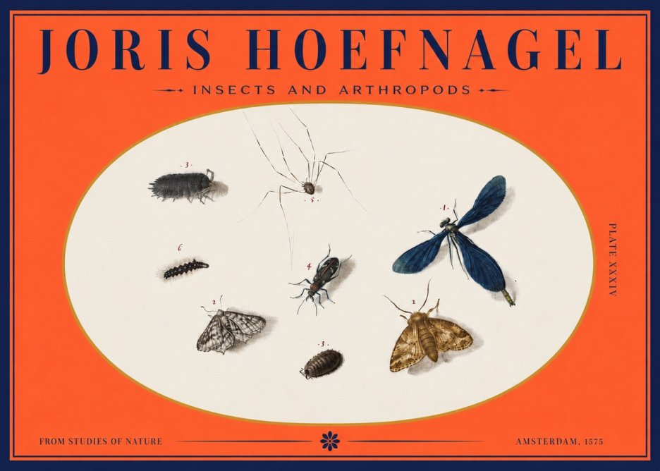 Joris Hoefnagel Insects and Arthropods No3 - Póster