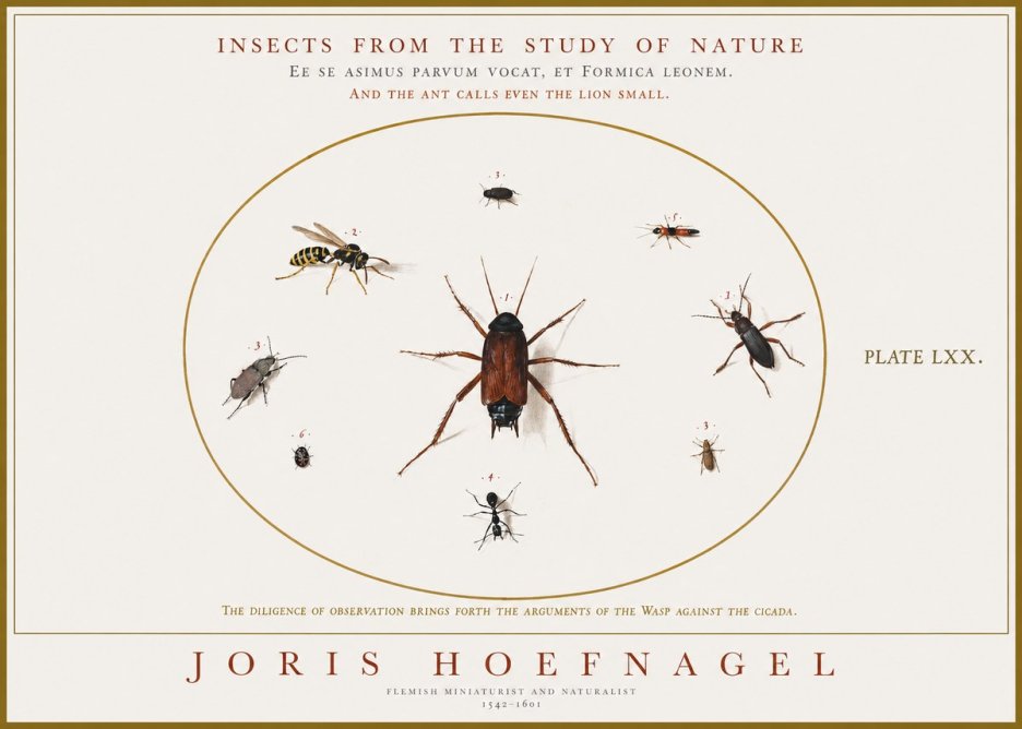 Joris Hoefnagel Insects from the Study of Nature No1 - Póster