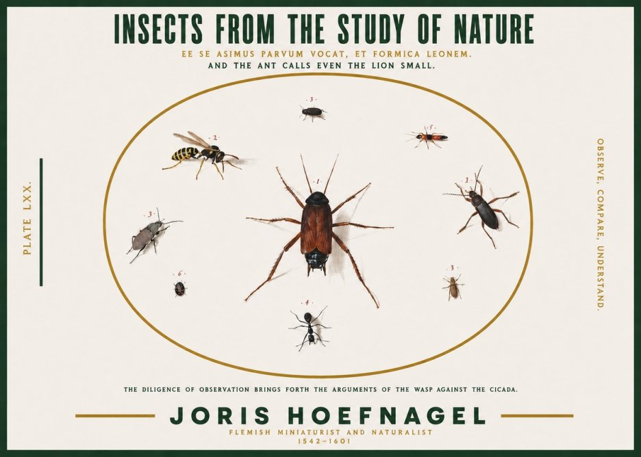 Joris Hoefnagel Insects from the Study of Nature No2 - Póster