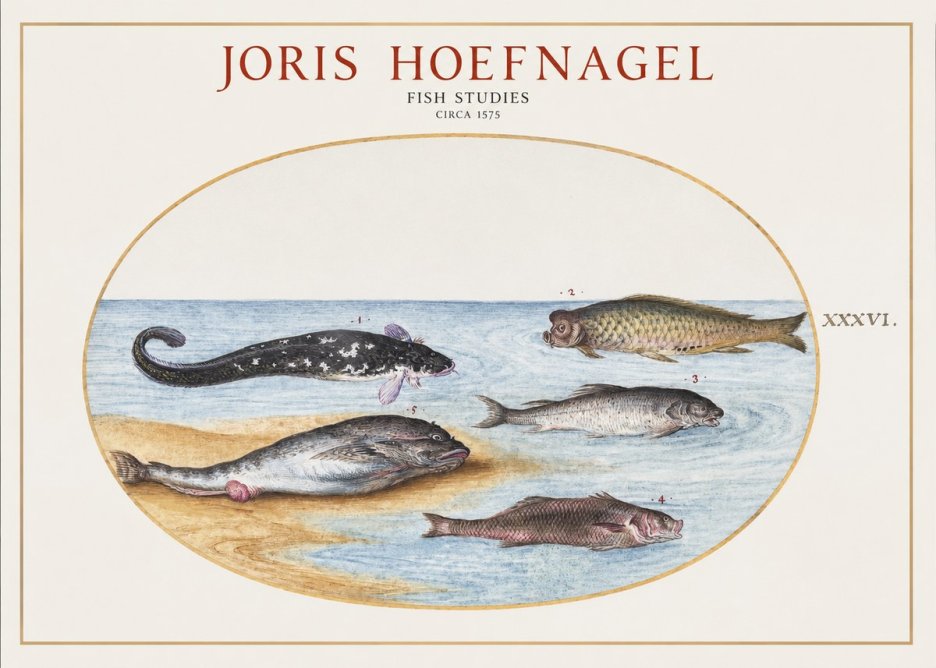 Joris Hoefnagel Fish Studies No1 - Póster