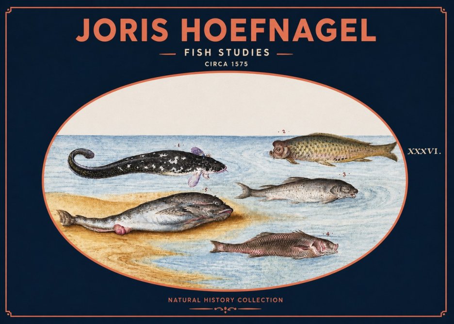 Joris Hoefnagel Fish Studies No2 - Póster