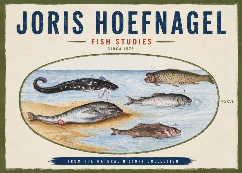 Joris Hoefnagel Fish Studies No4 - Póster