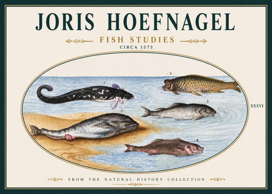 Joris Hoefnagel Fish Studies No5 - Póster