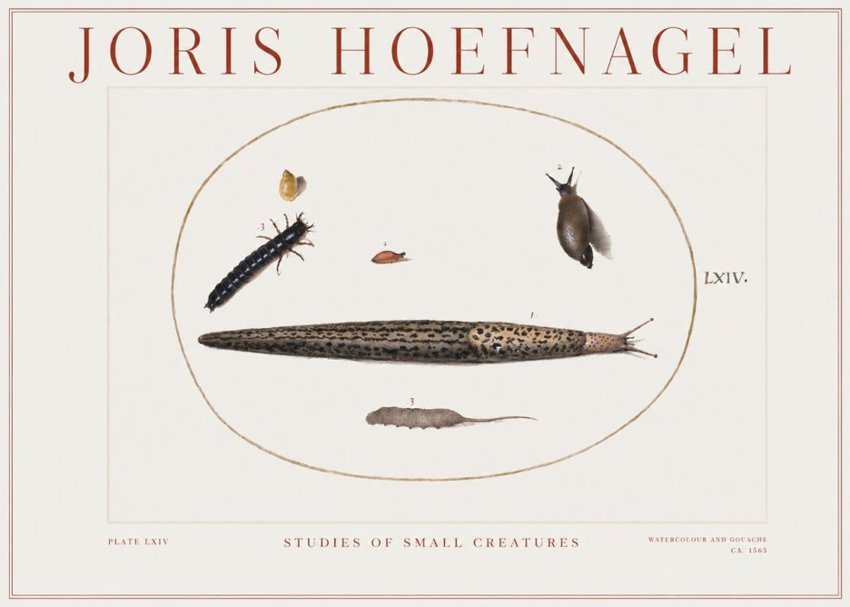 Joris Hoefnagel Plate Lxiv No2 - Póster