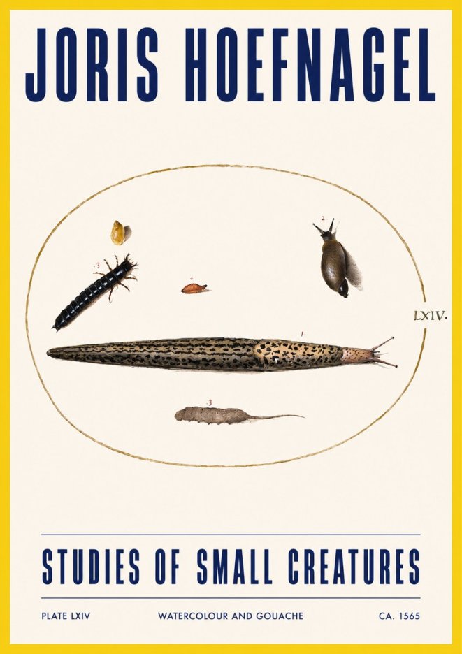 Joris Hoefnagel Plate Lxiv No3 - Póster