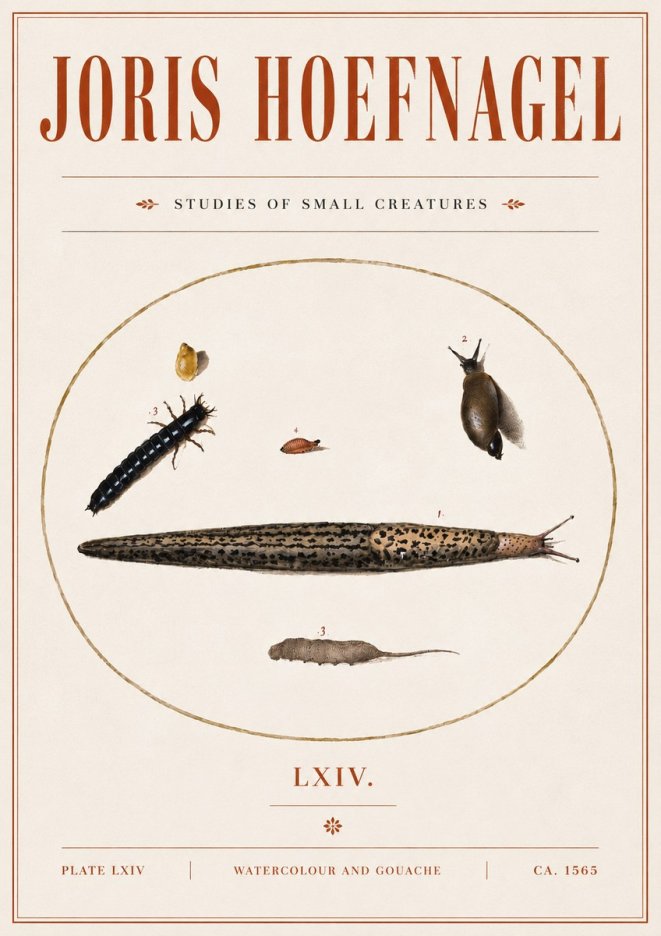Joris Hoefnagel Plate Lxiv No5 - Póster