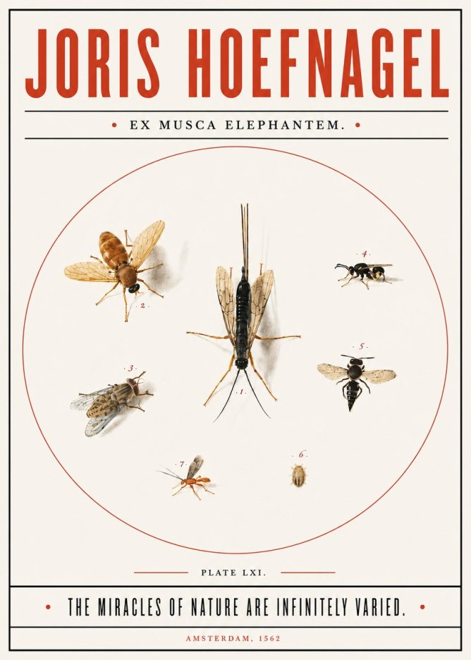 Joris Hoefnagel Ex Mvsca Elephantem. No6 - Póster