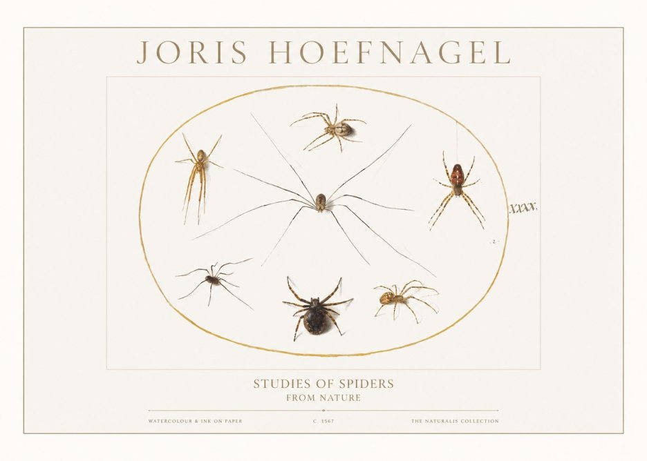 Joris Hoefnagel Studies of Spiders from Nature No1 - Póster