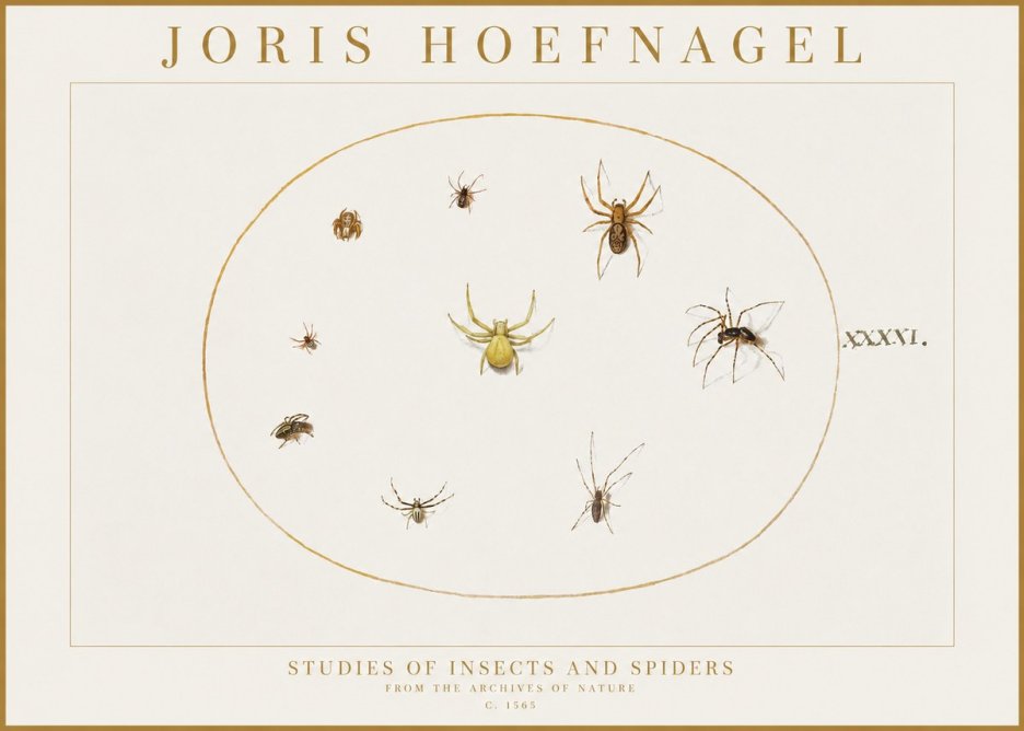Joris Hoefnagel Studies of Insects and Spiders No1 - Póster
