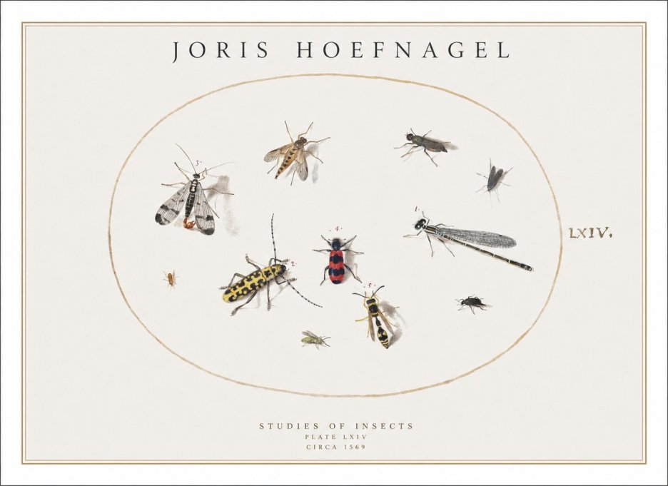 Joris Hoefnagel Studies of Insects - Plate Lxiv No1 - Póster