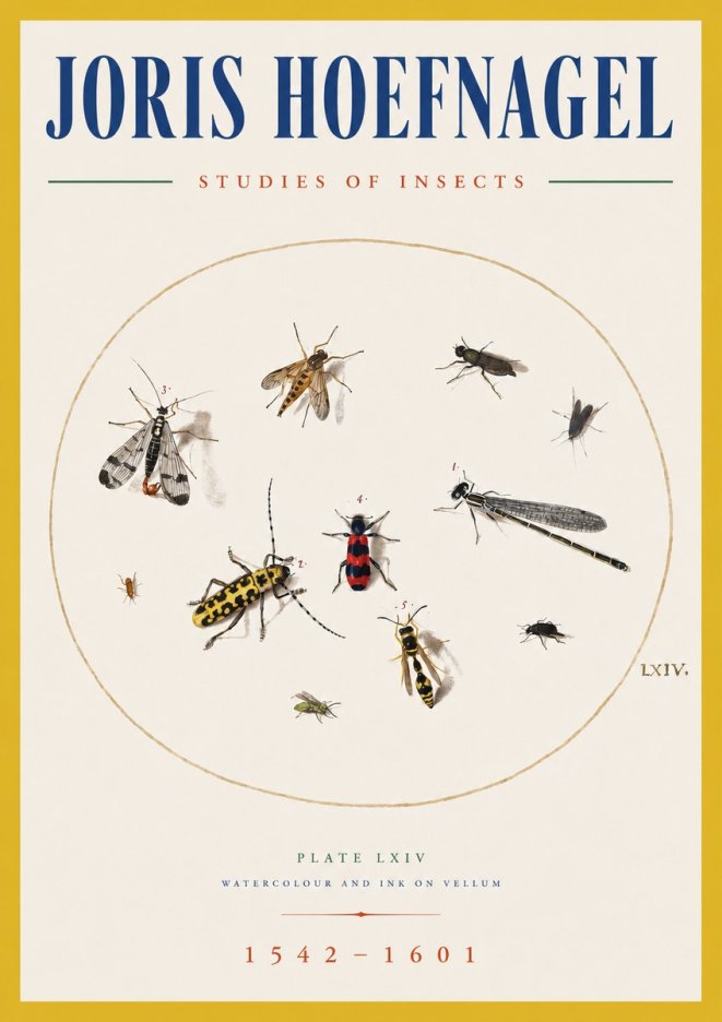 Joris Hoefnagel Studies of Insects - Plate Lxiv No5 - Póster