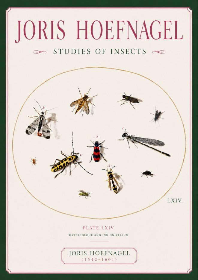 Joris Hoefnagel Studies of Insects - Plate Lxiv No6 - Póster