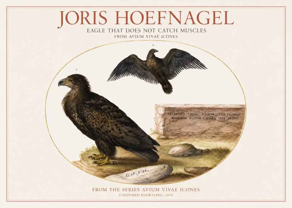 Joris Hoefnagel Eagle That Does Not Catch Muscles No1 - Póster
