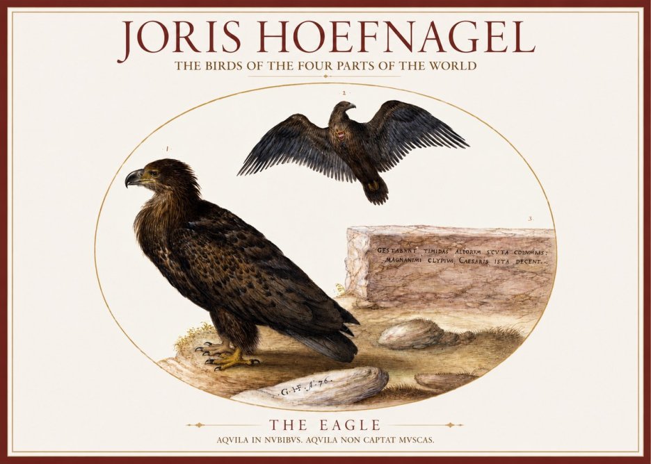 Joris Hoefnagel Eagle That Does Not Catch Muscles No6 - Póster