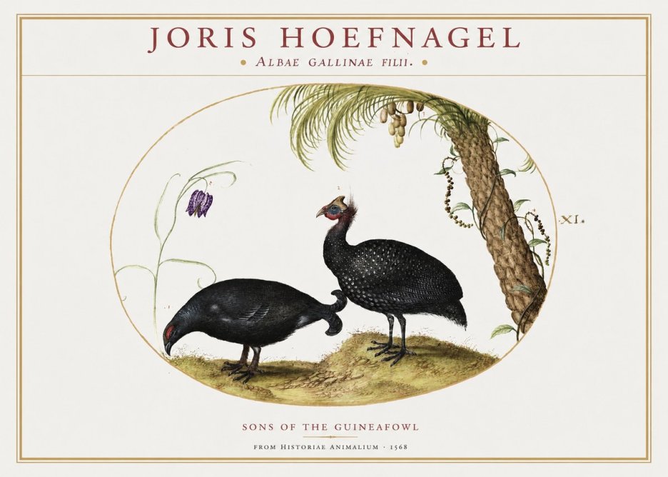 Joris Hoefnagel Albae Gallinae Filii. No2 - Póster