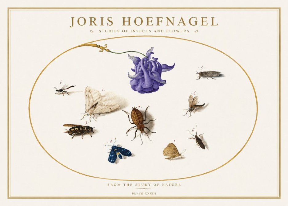 Joris Hoefnagel Studies of Insects and Flowers No5 - Póster