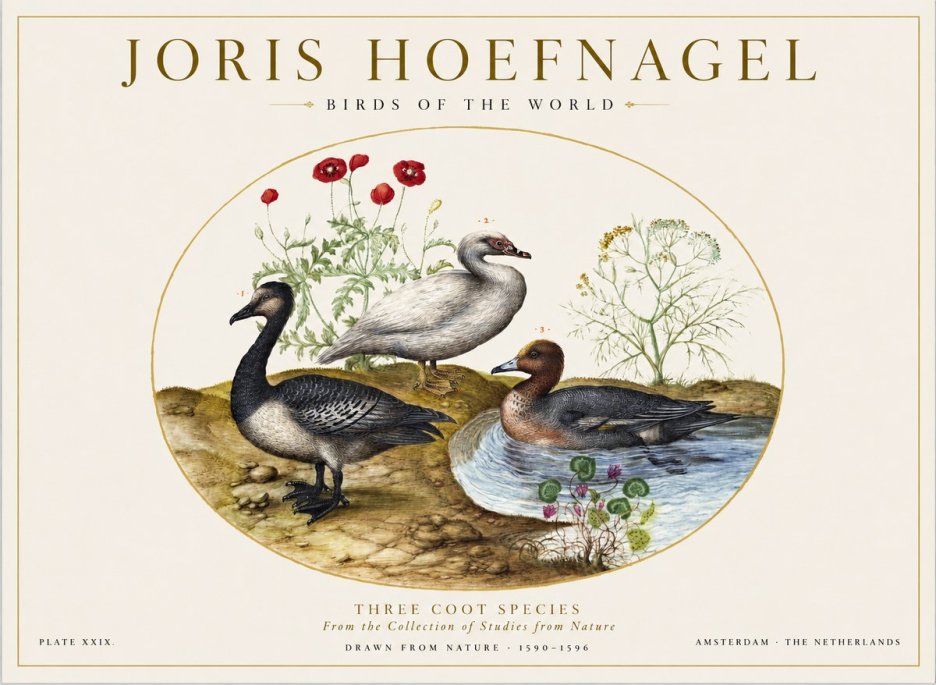 Joris Hoefnagel Three Coot Species No1 - Póster