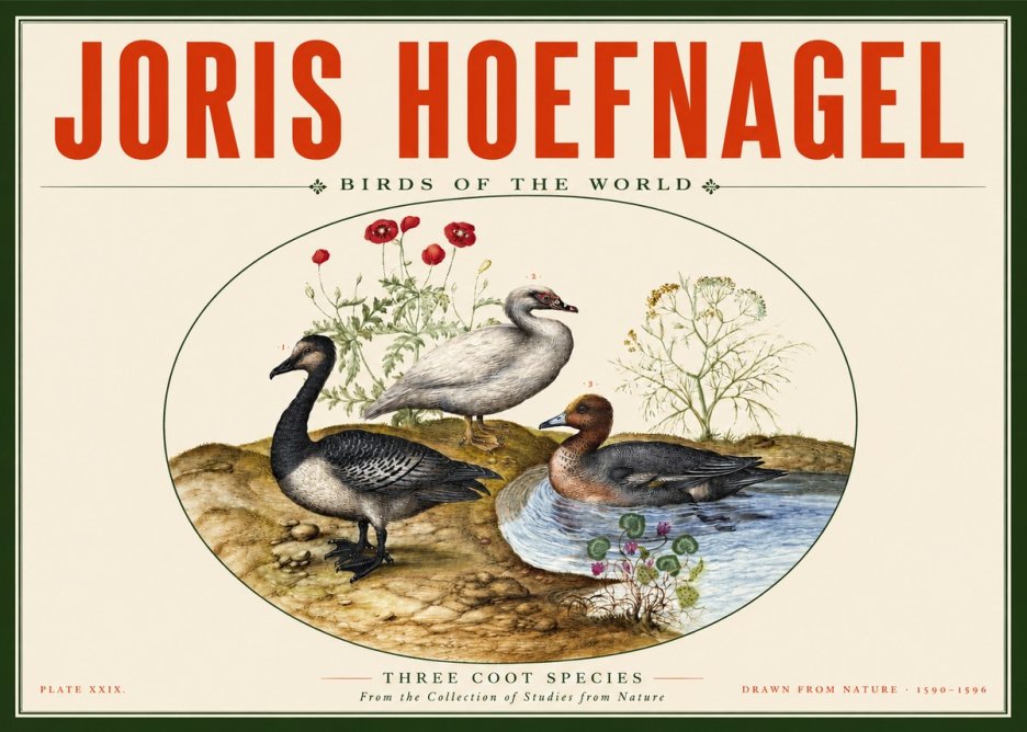 Joris Hoefnagel Three Coot Species No2 - Póster