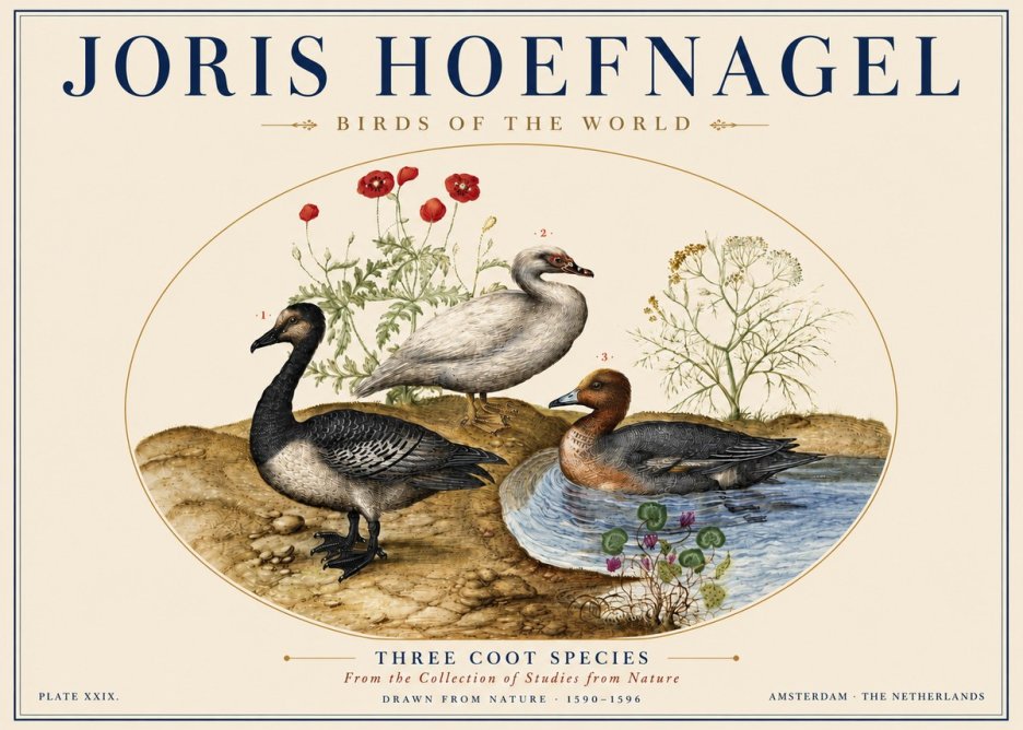 Joris Hoefnagel Three Coot Species No5 - Póster
