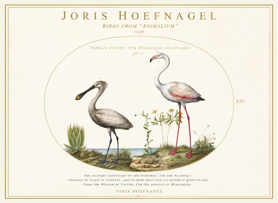 Joris Hoefnagel The Solitary Sanctuary of the Spoonbill and the Flamingo No1 - Póster