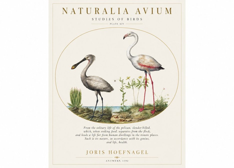 Joris Hoefnagel The Solitary Sanctuary of the Spoonbill and the Flamingo No2 - Póster