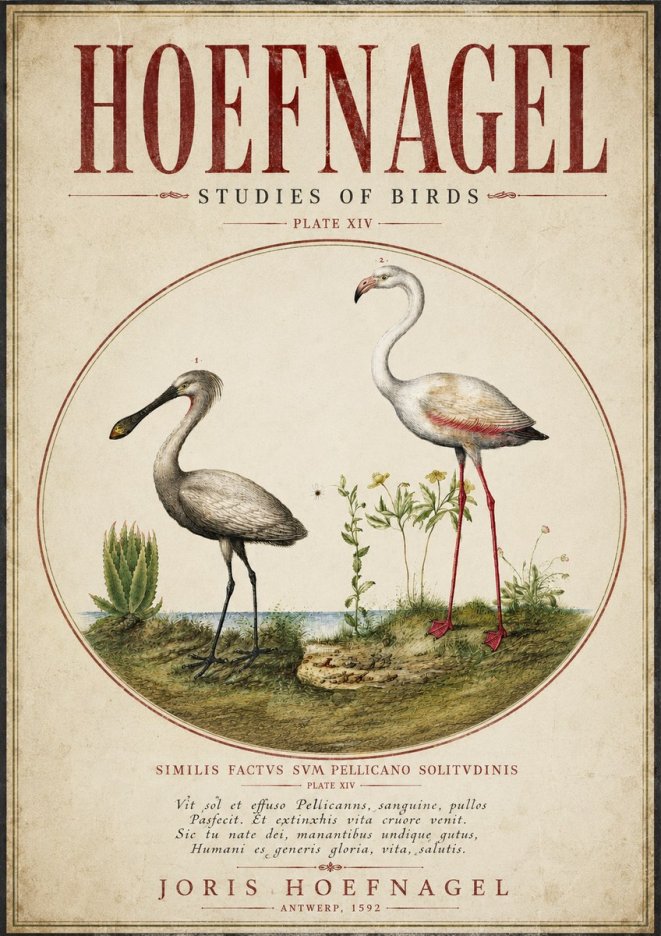 Joris Hoefnagel The Solitary Sanctuary of the Spoonbill and the Flamingo No5 - Póster
