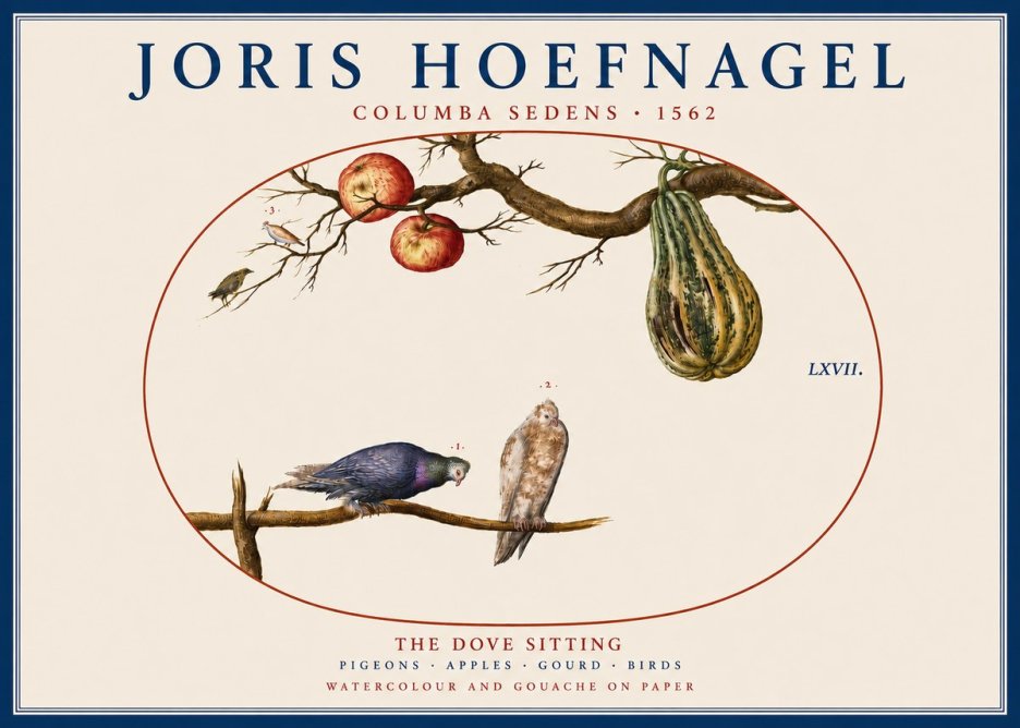 Joris Hoefnagel Pigeons Sitting. No5 - Póster