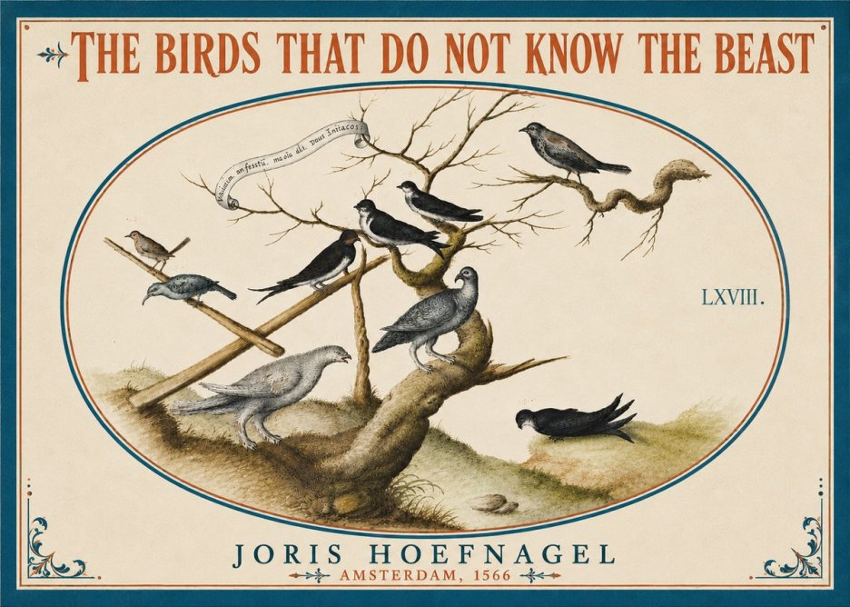Joris Hoefnagel Birds Study No6 - Póster