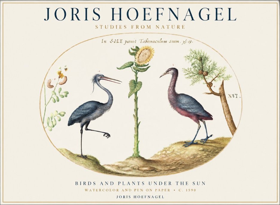 Joris Hoefnagel Birds and Plants Under the Sun No1 - Póster
