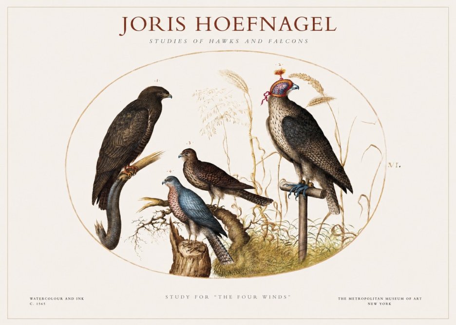 Joris Hoefnagel Studies of Hawks and Falcons No1 - Póster