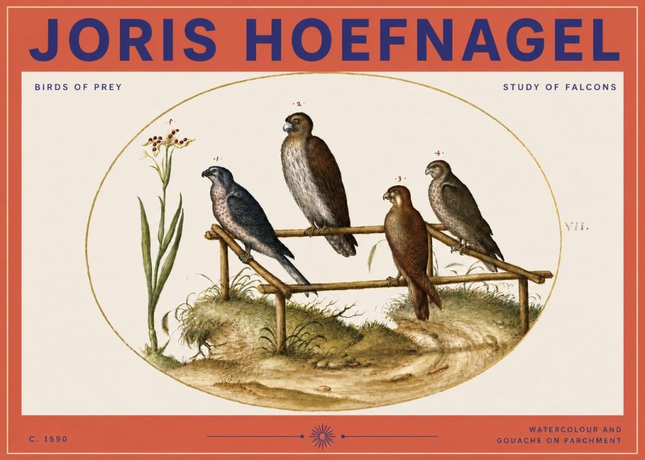 Joris Hoefnagel Study of Falcons No3 - Póster