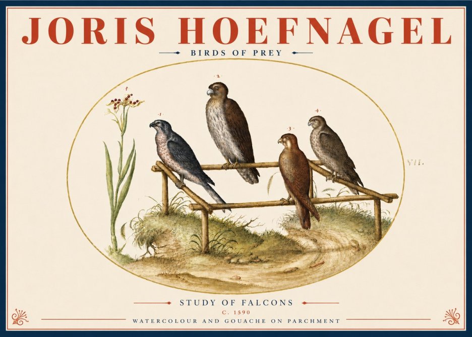 Joris Hoefnagel Study of Falcons No4 - Póster