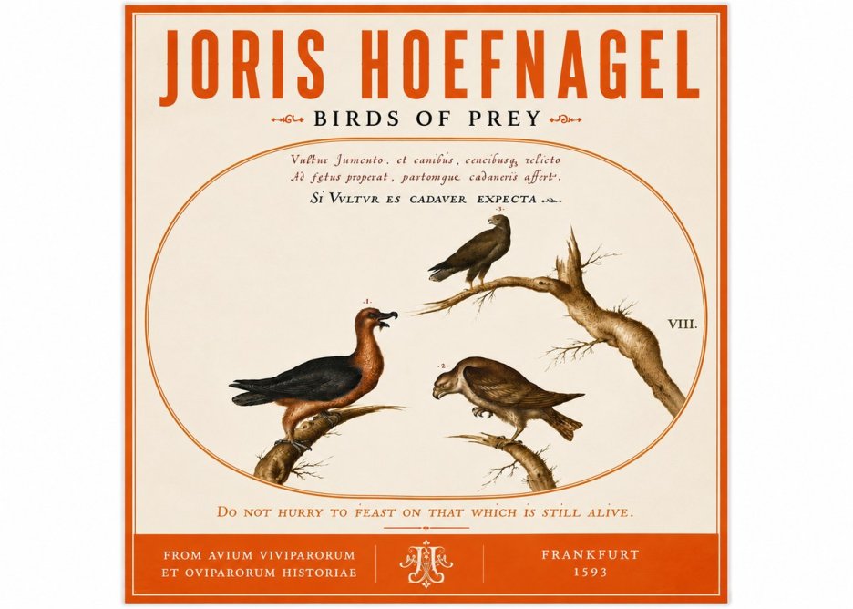Joris Hoefnagel Birds of Prey No6 - Póster