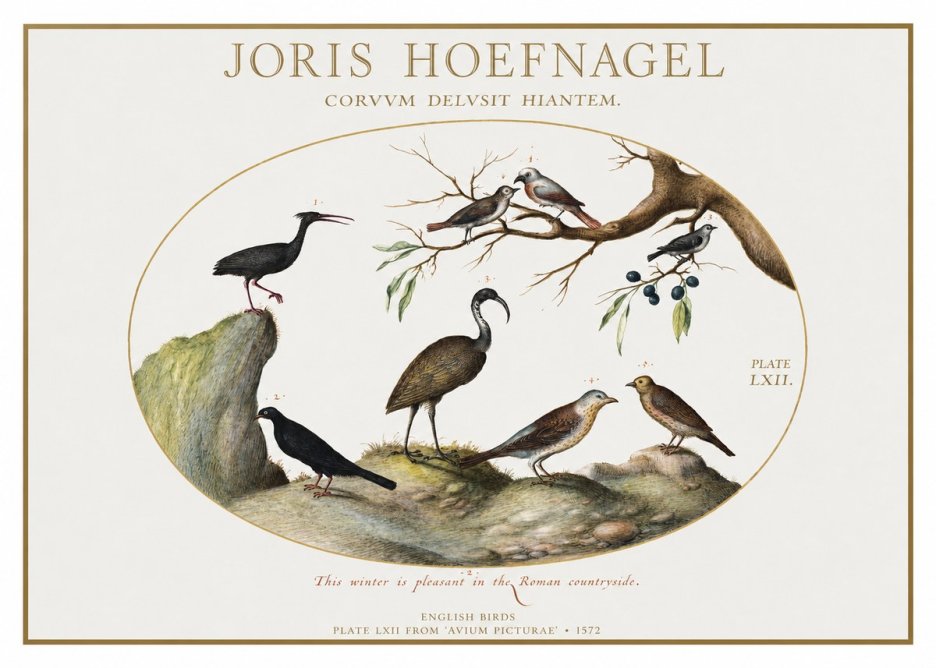Joris Hoefnagel English Birds Plate Lxii No1 - Póster