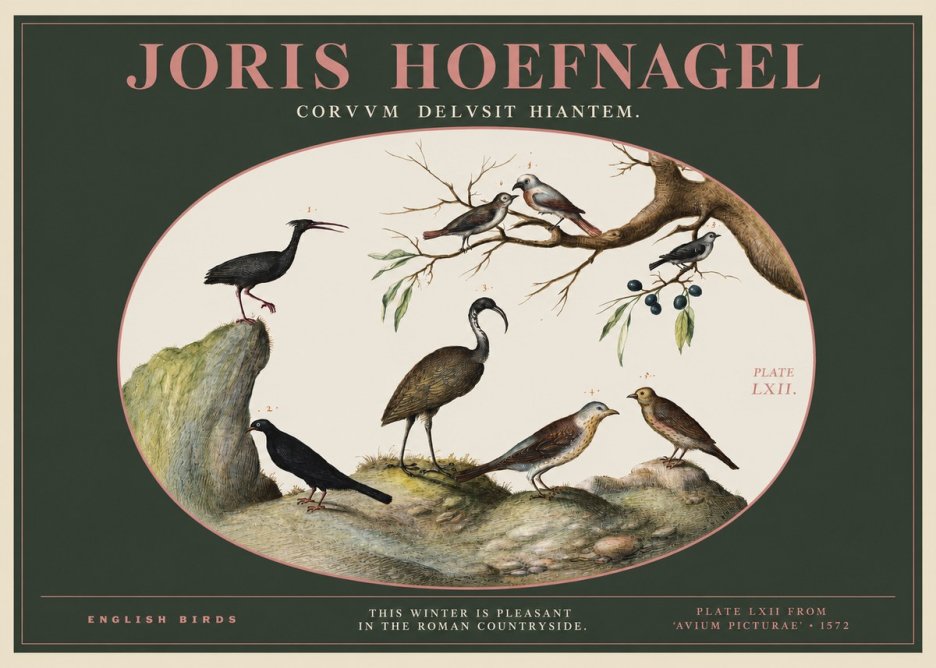 Joris Hoefnagel English Birds Plate Lxii No2 - Póster