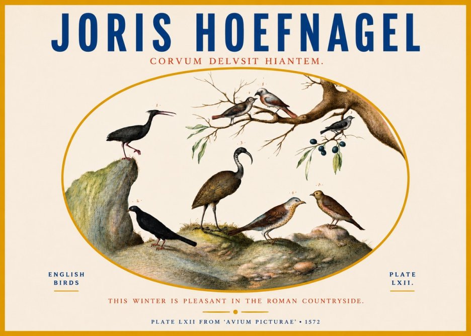 Joris Hoefnagel English Birds Plate Lxii No3 - Póster