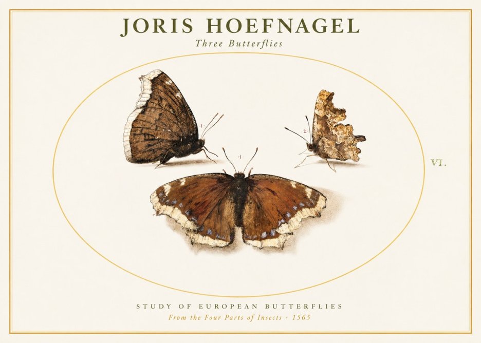 Joris Hoefnagel Three Butterflies I No1 - Póster