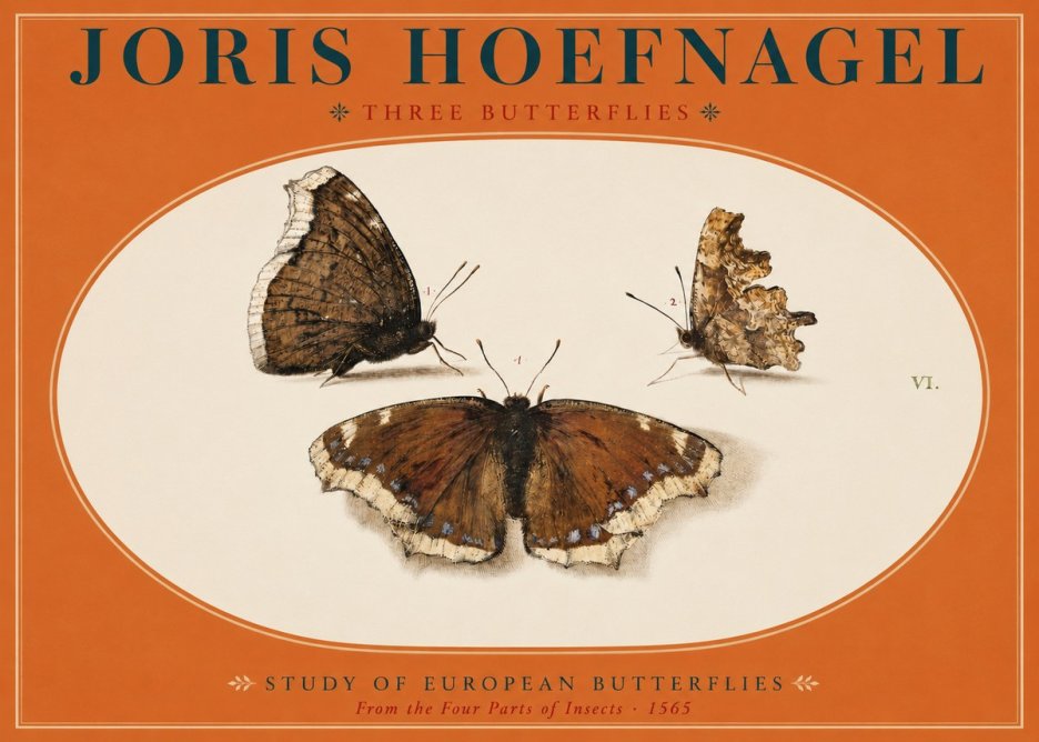 Joris Hoefnagel Three Butterflies I No2 - Póster