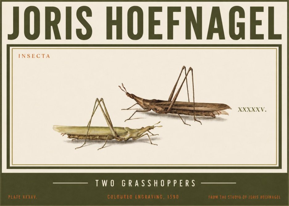 Joris Hoefnagel Two Grasshoppers No3 - Póster