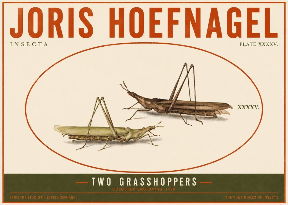Joris Hoefnagel Two Grasshoppers No4 - Póster