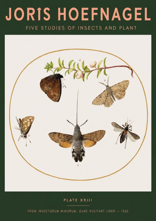 Joris Hoefnagel Five Studies of Insects and Plant No3 - Póster