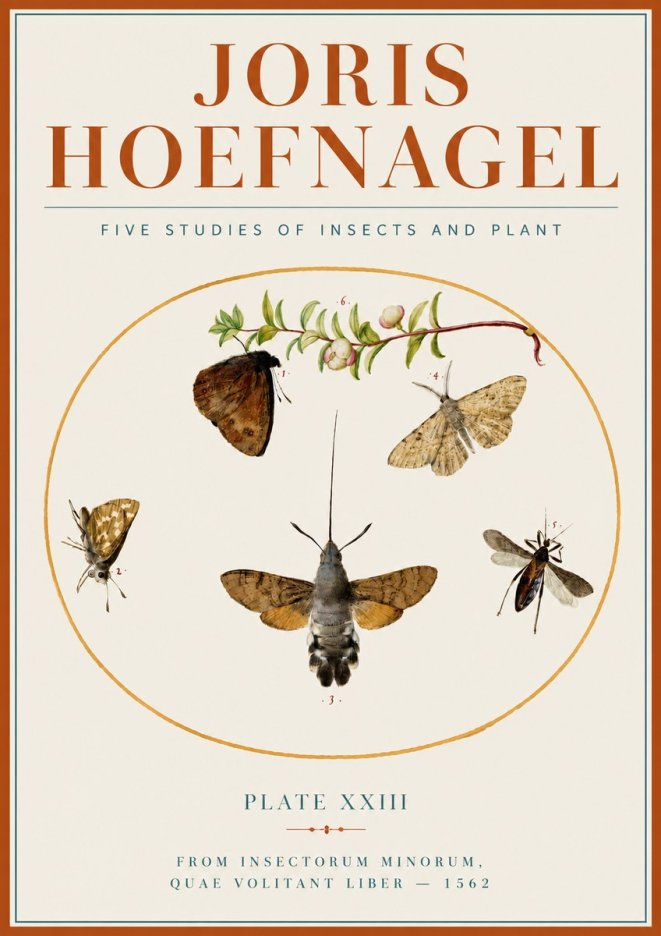 Joris Hoefnagel Five Studies of Insects and Plant No4 - Póster