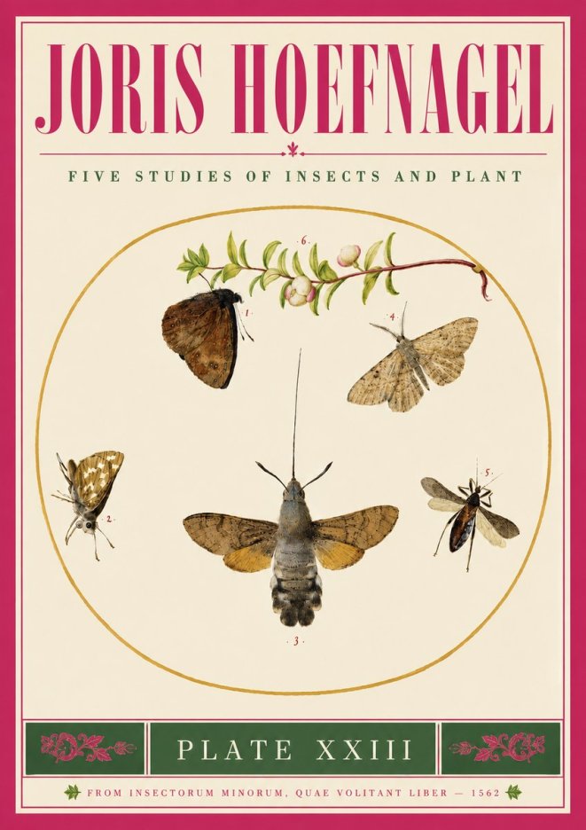 Joris Hoefnagel Five Studies of Insects and Plant No5 - Póster