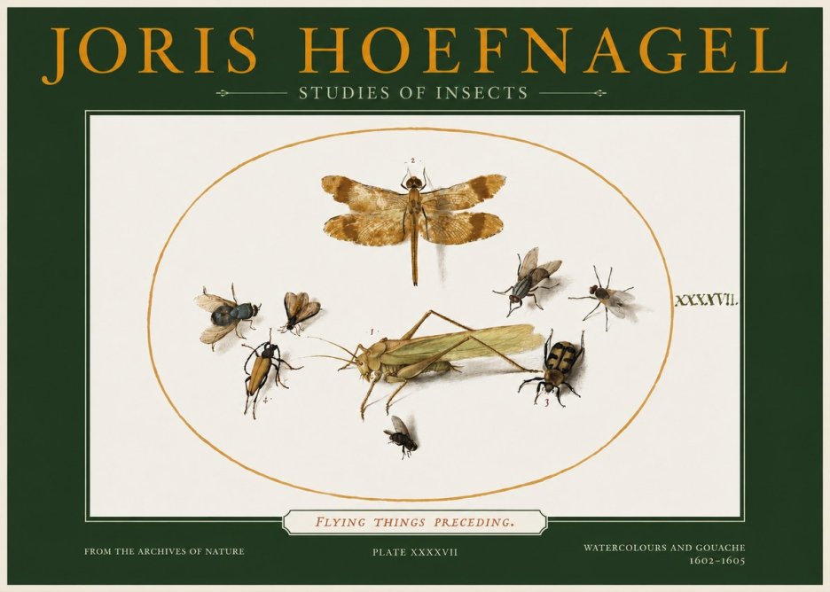Joris Hoefnagel Flying Things Preceding. No2 - Póster