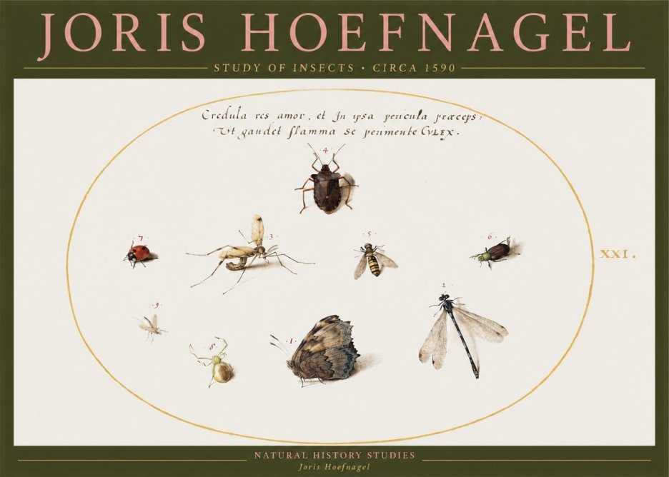 Joris Hoefnagel Study of Insects • Circa 1590 No2 - Póster