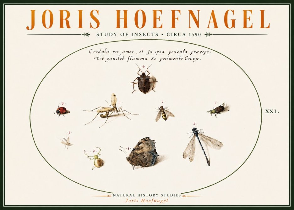 Joris Hoefnagel Study of Insects • Circa 1590 No6 - Póster