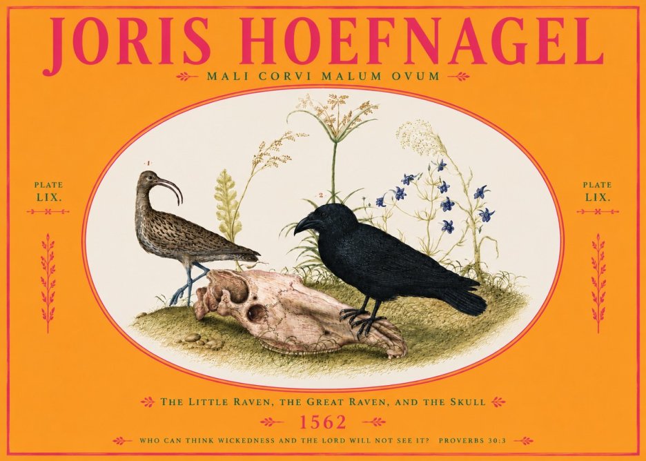Joris Hoefnagel The Little Raven, the Great Raven, and the Skull No4 - Póster